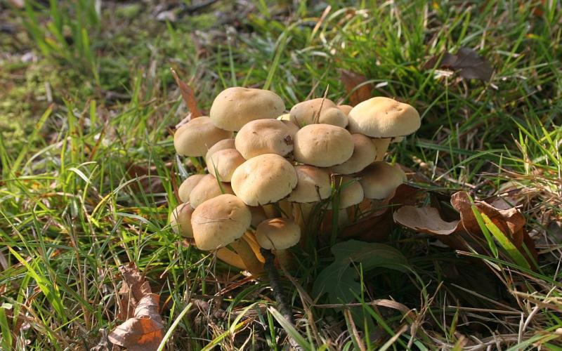 Mushrooms Automn - ON Contest